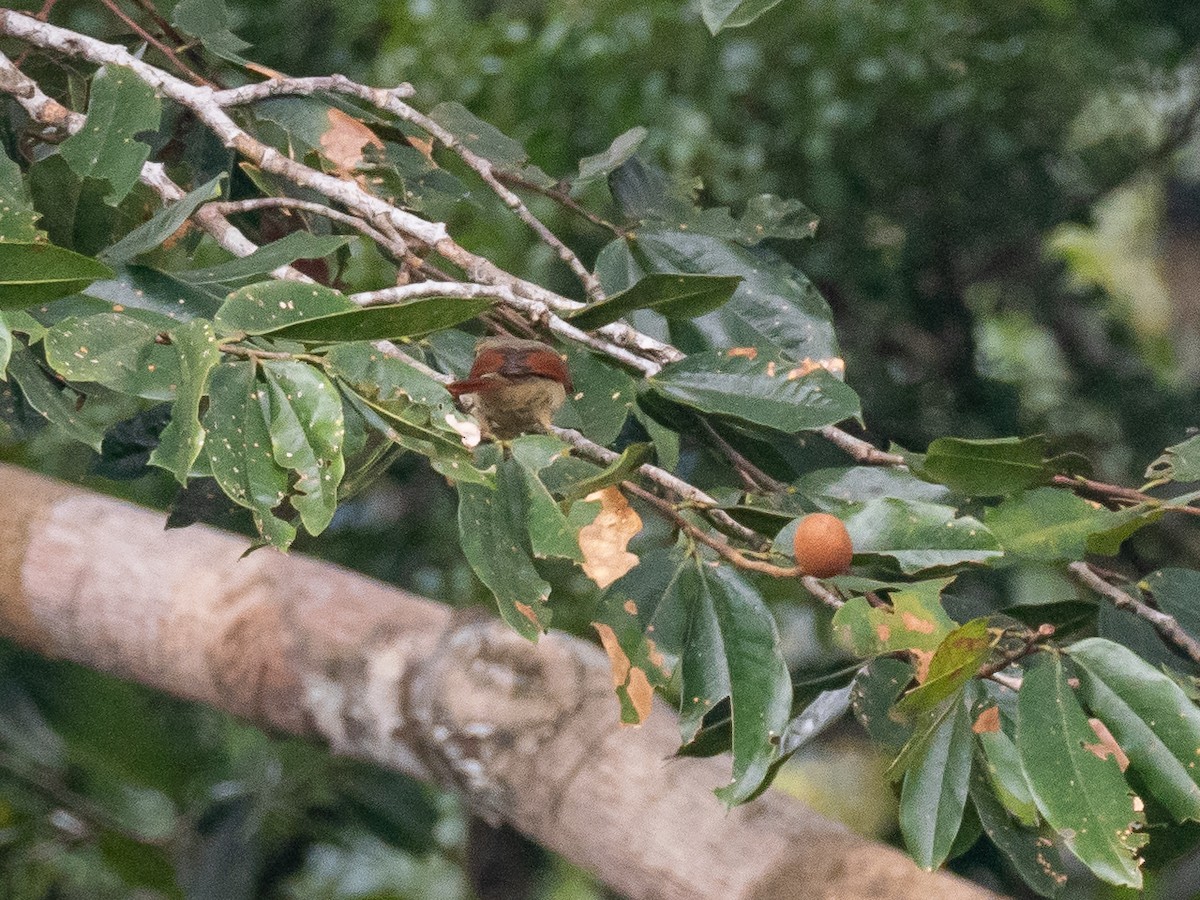 Chestnut-winged Foliage-gleaner - ML616319445