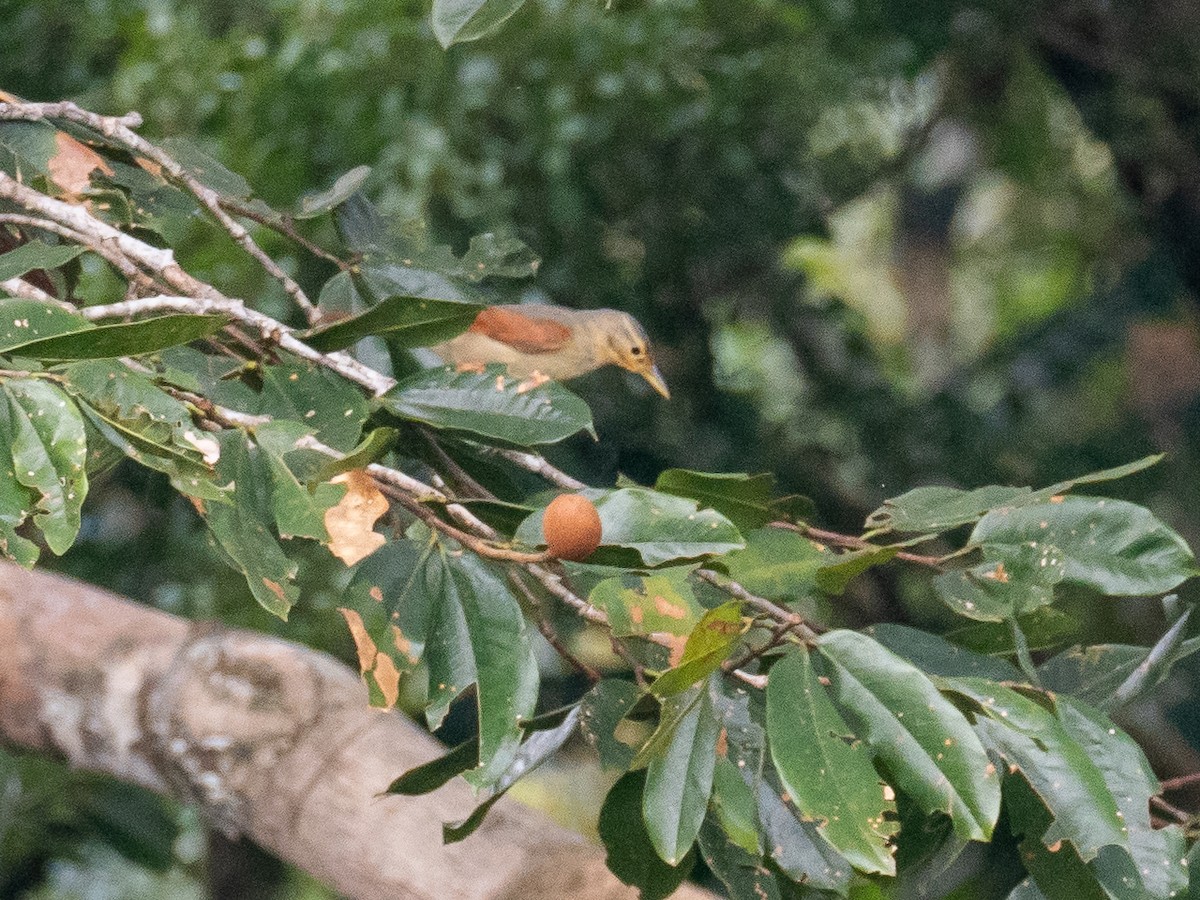 Chestnut-winged Foliage-gleaner - ML616319449