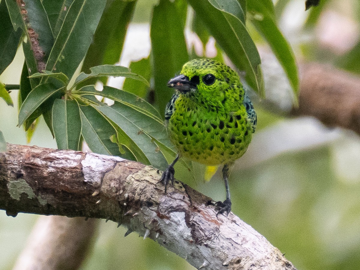 Yellow-bellied Tanager - ML616319531