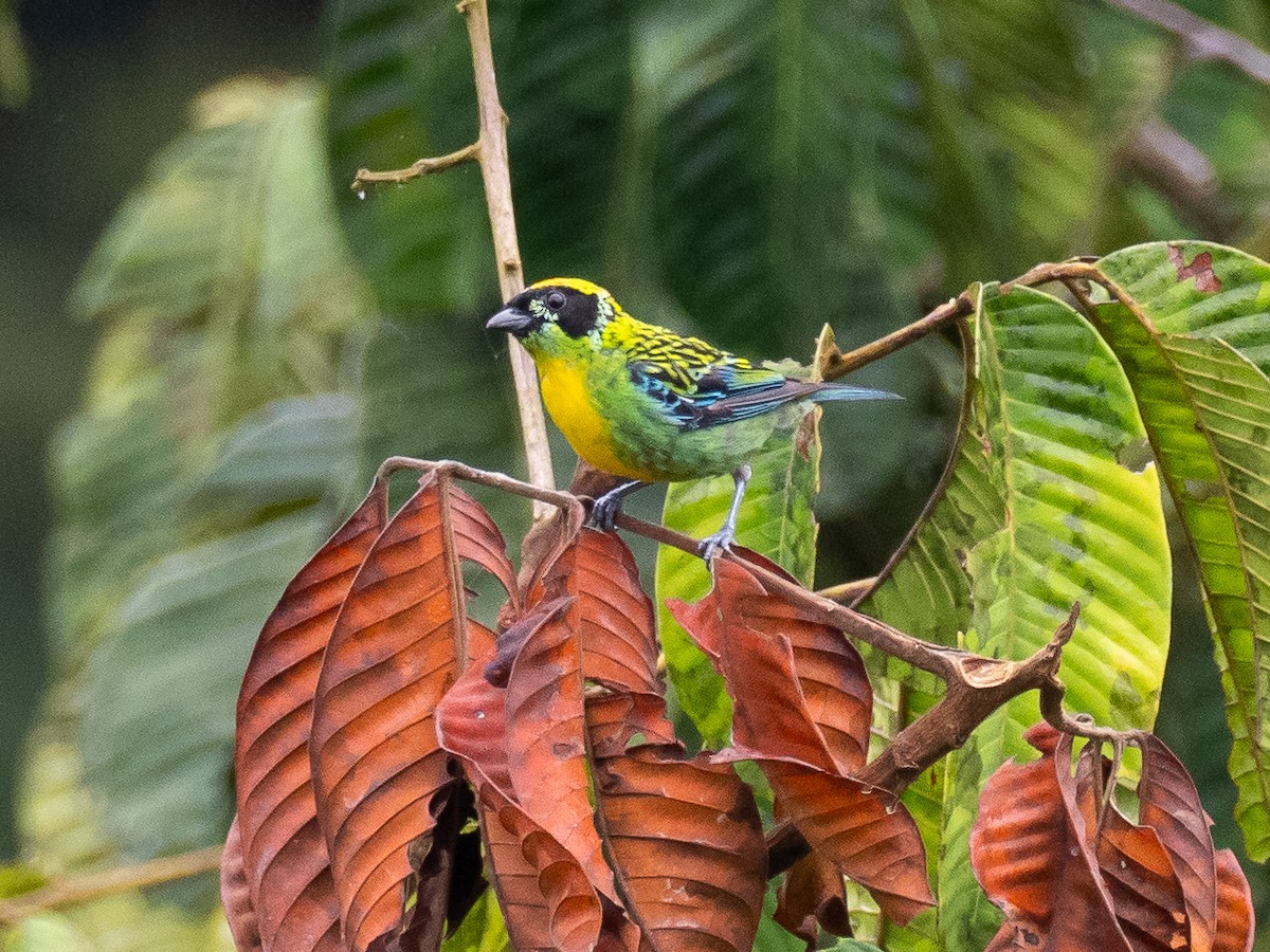 Green-and-gold Tanager - Chris Fischer