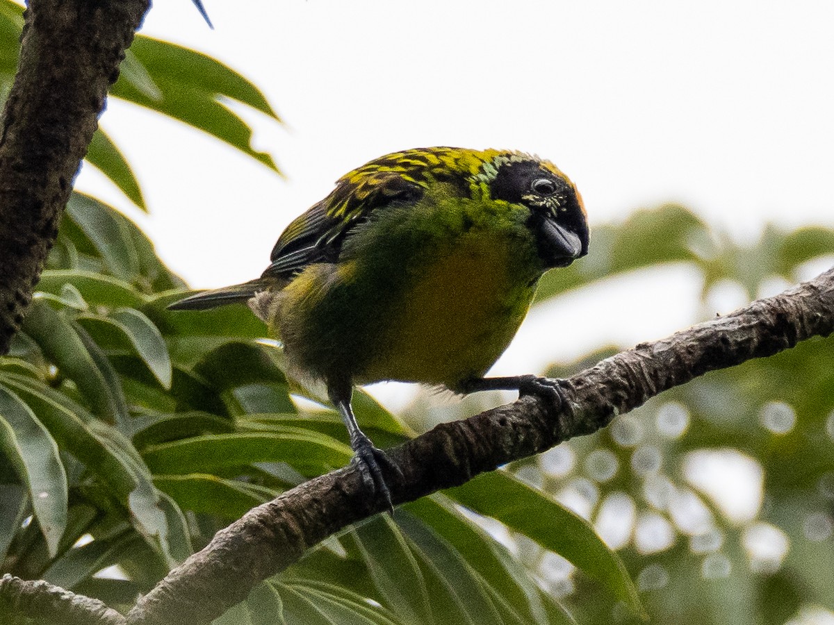 Green-and-gold Tanager - ML616319537