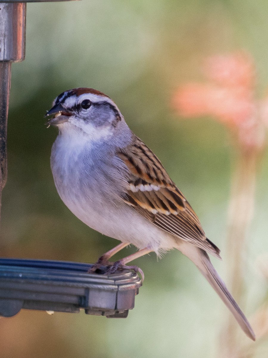 Chipping Sparrow - ML616319560