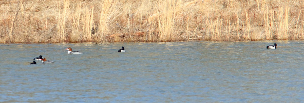 Ring-necked Duck - Beth Poole