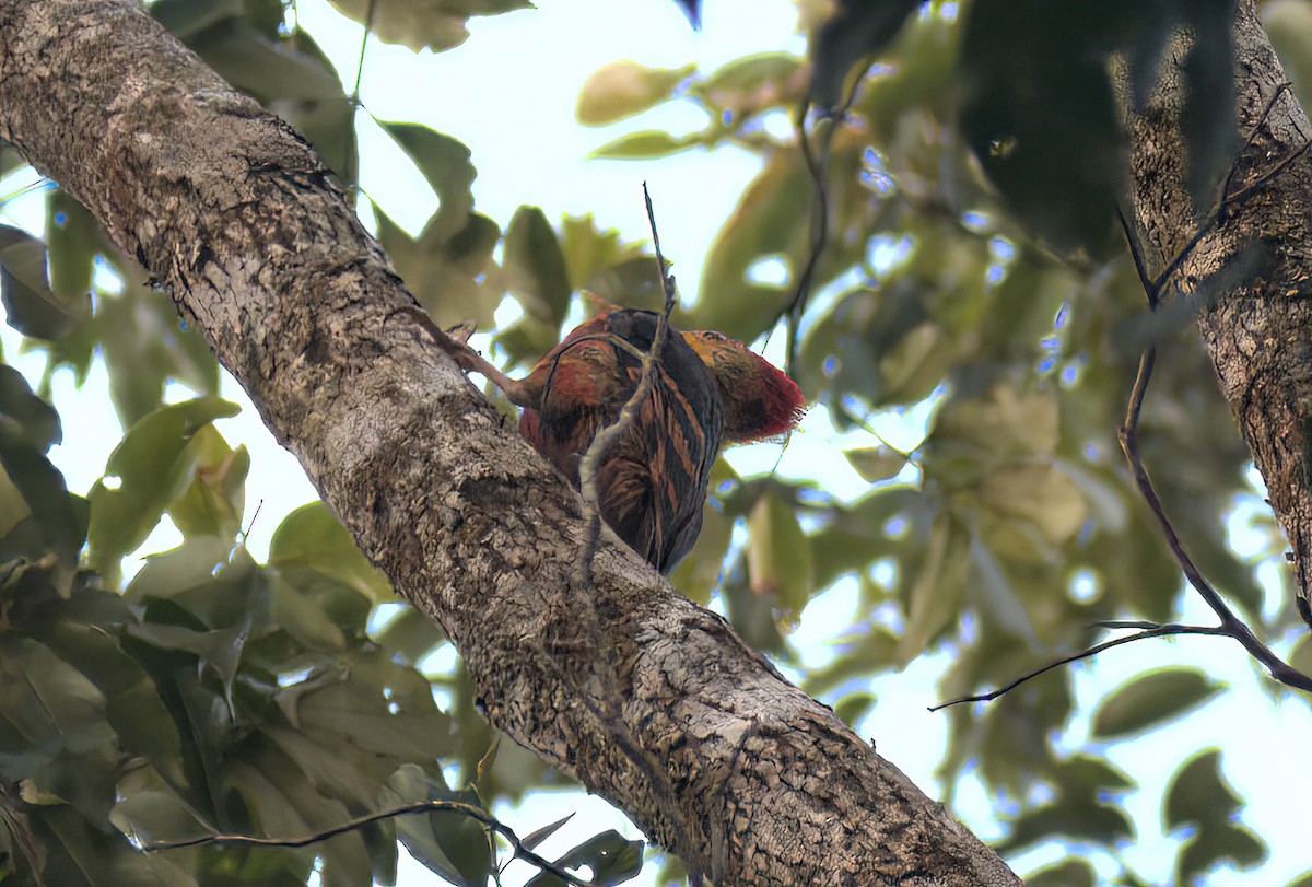 Orange-backed Woodpecker - ML616319755