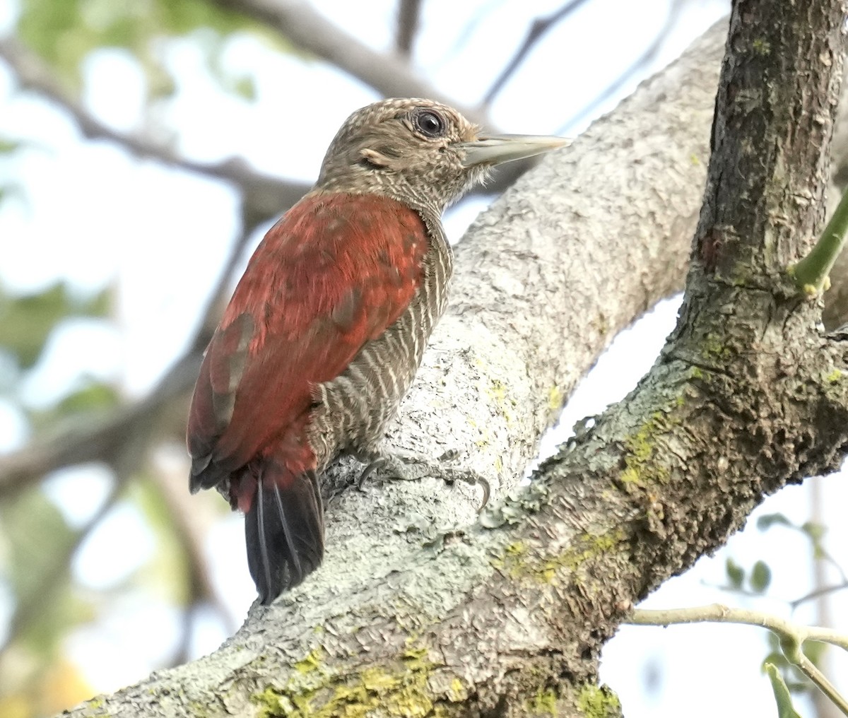 Blood-colored Woodpecker - ML616319781