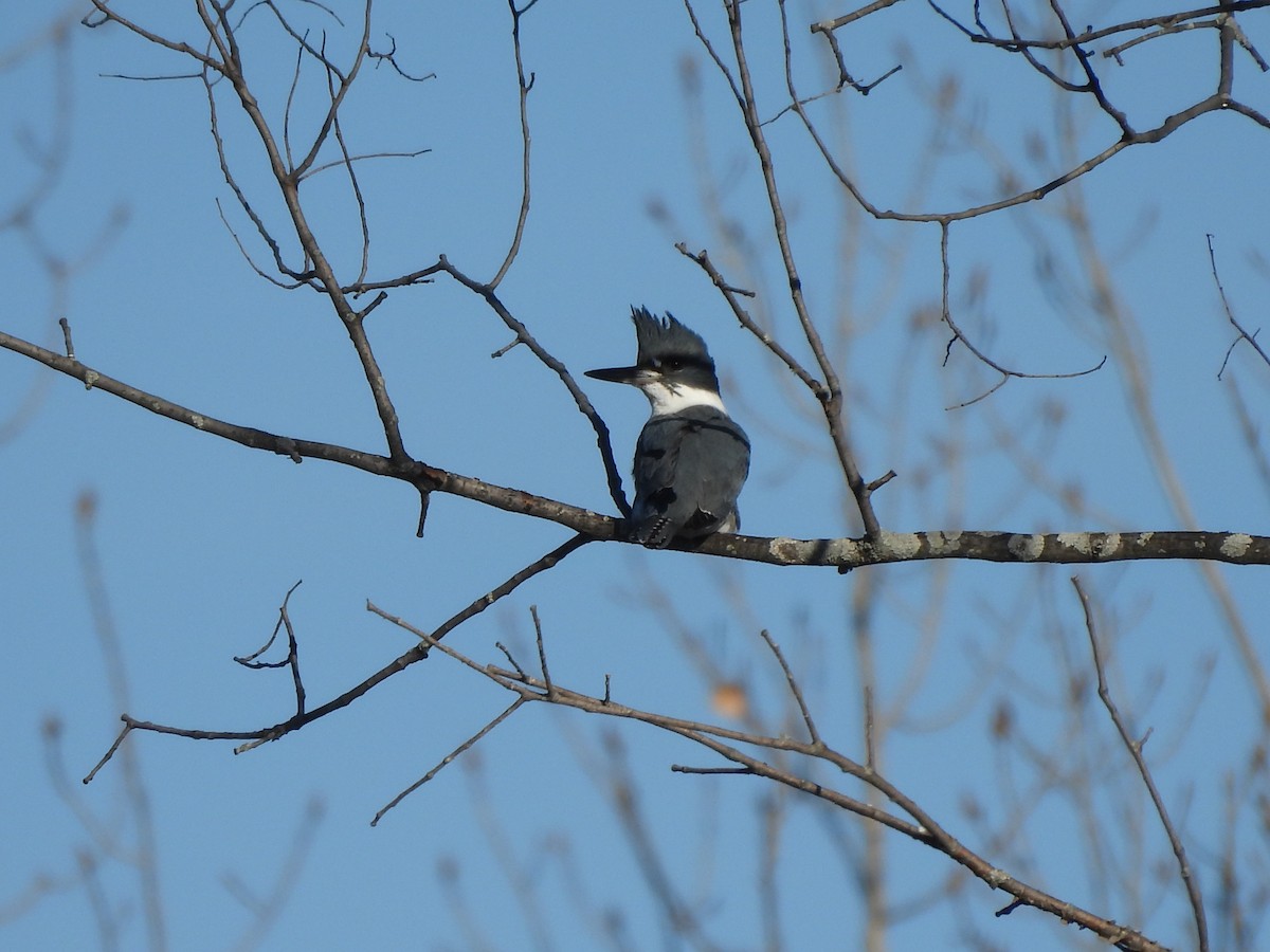Belted Kingfisher - ML616320078