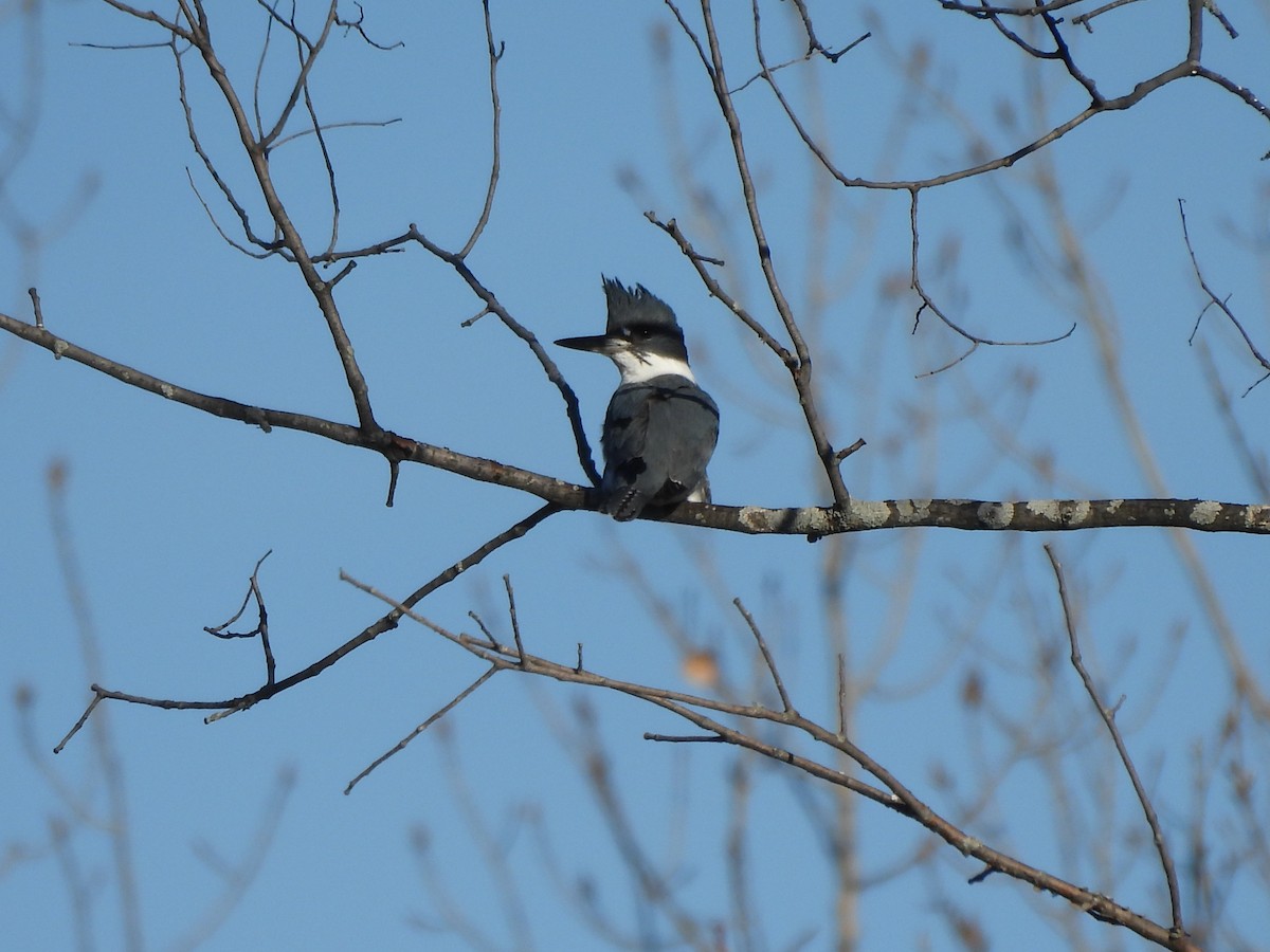 Belted Kingfisher - ML616320079