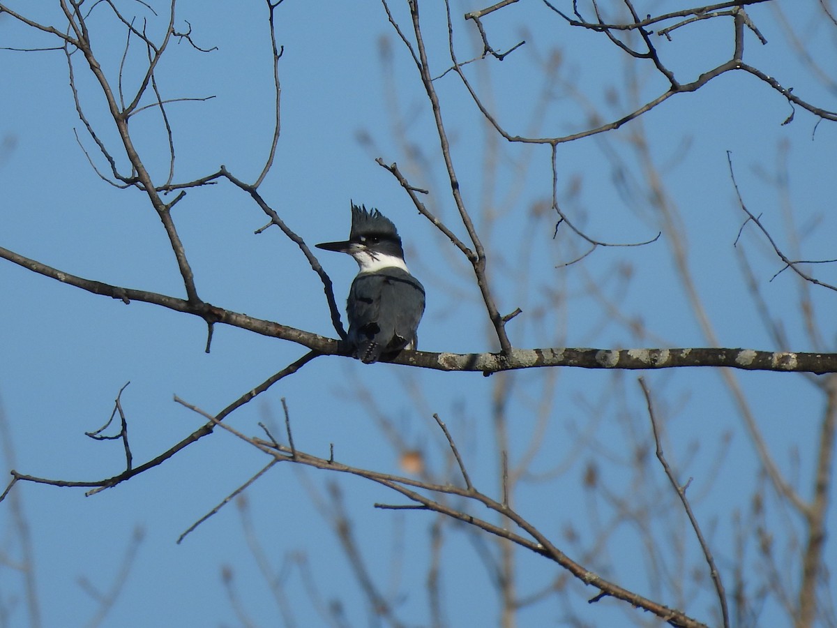 Belted Kingfisher - ML616320080