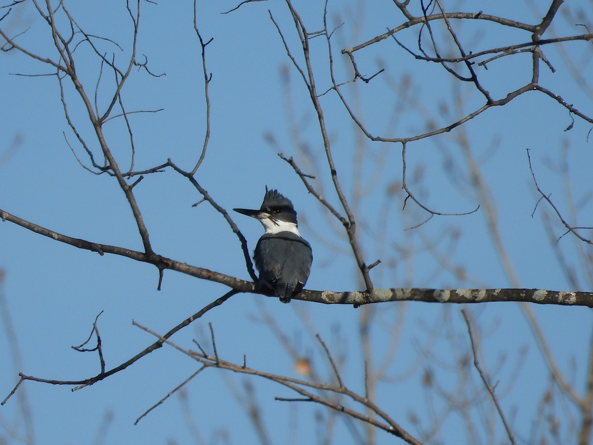 Belted Kingfisher - ML616320081