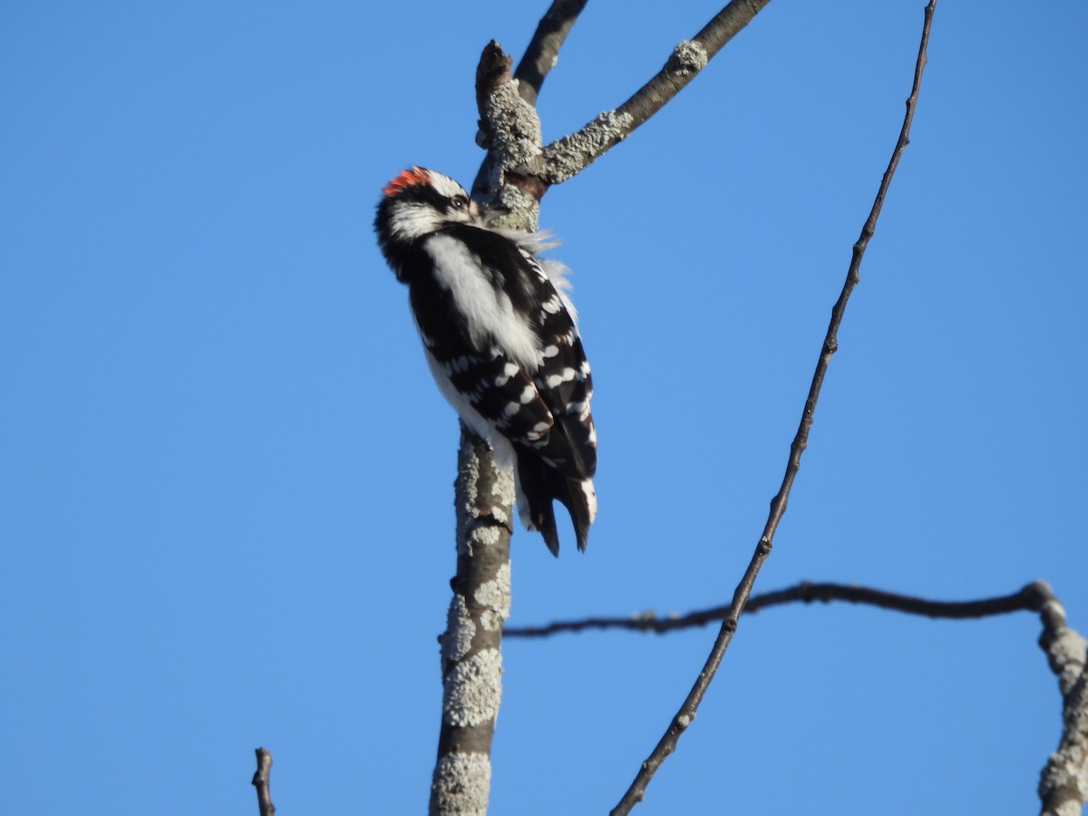 Downy Woodpecker - ML616320083