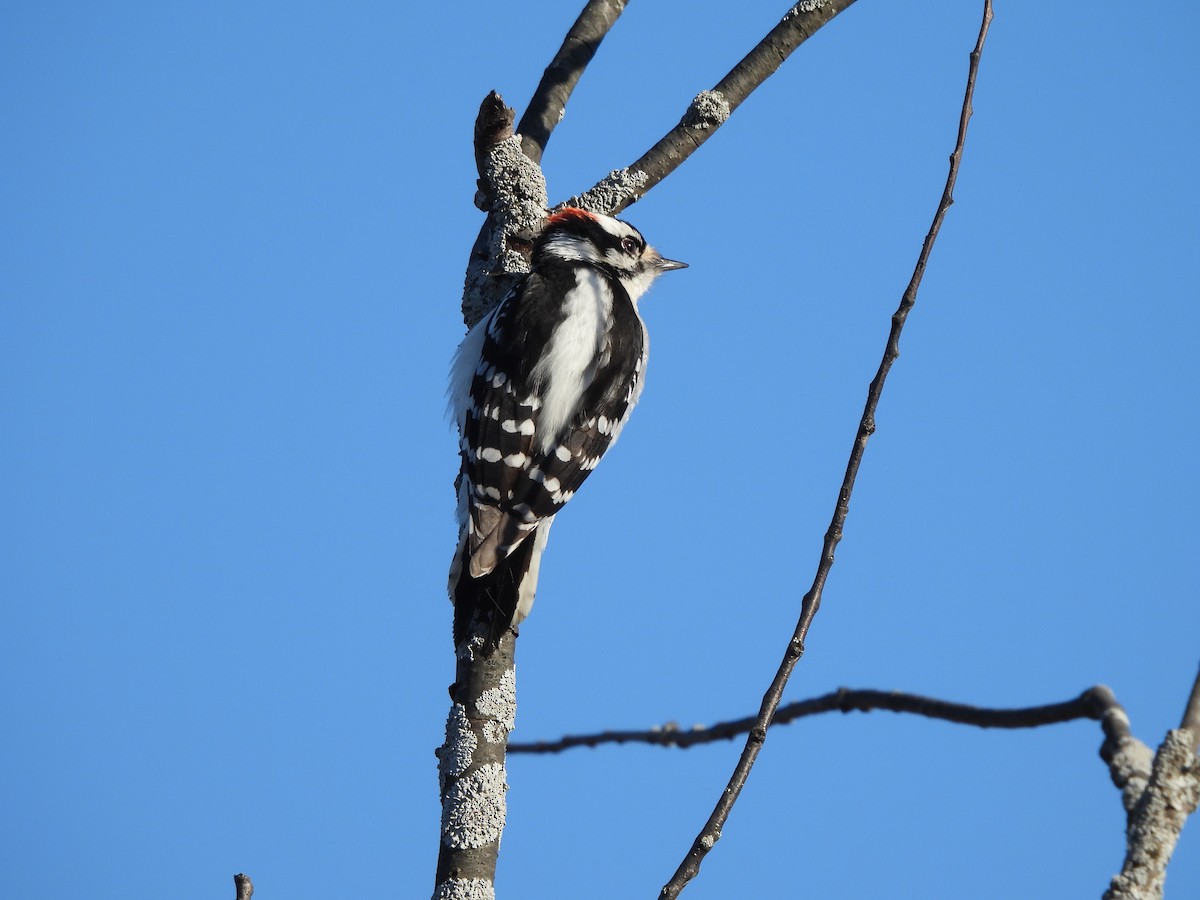 Downy Woodpecker - ML616320084