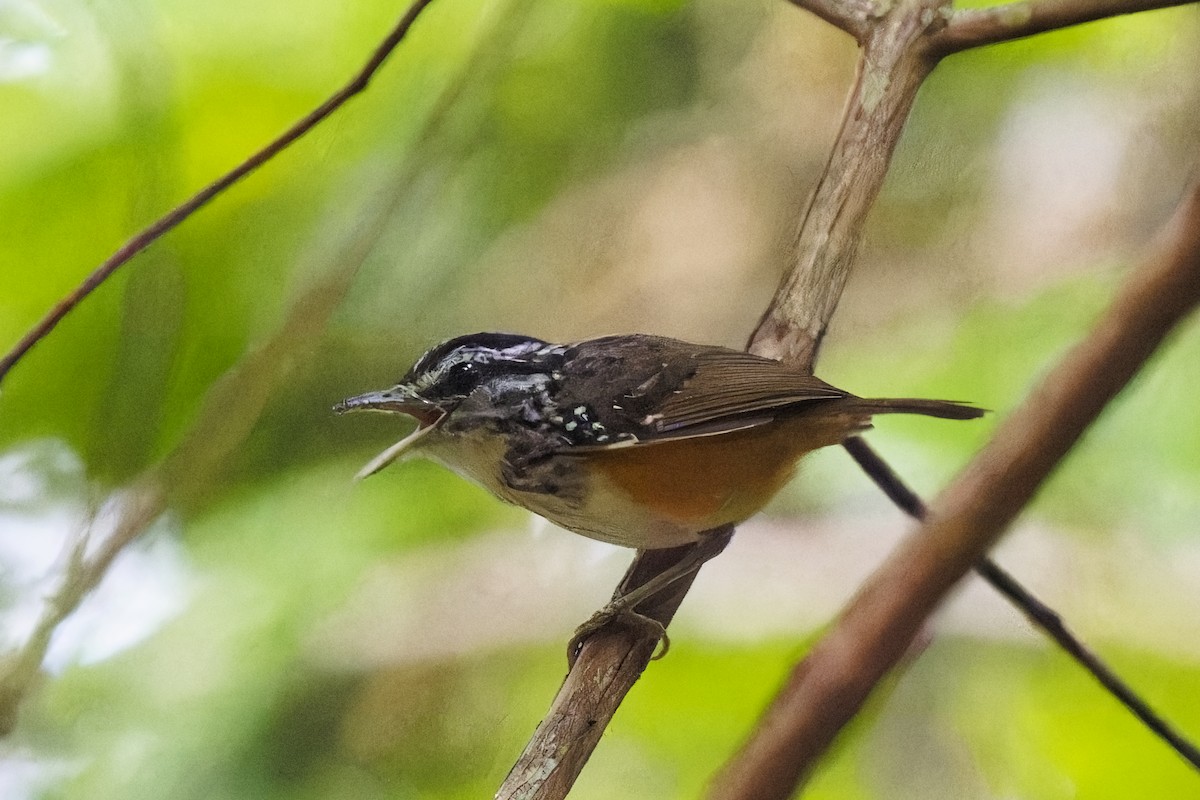 Guianan Warbling-Antbird - ML616320111