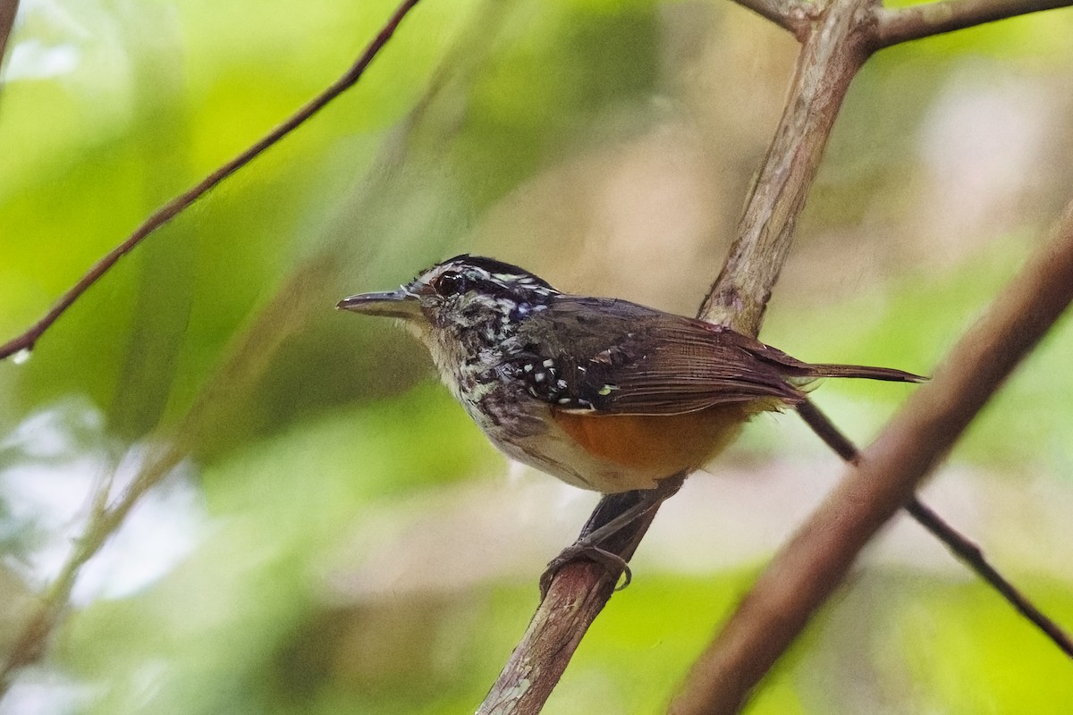 Guianan Warbling-Antbird - ML616320112