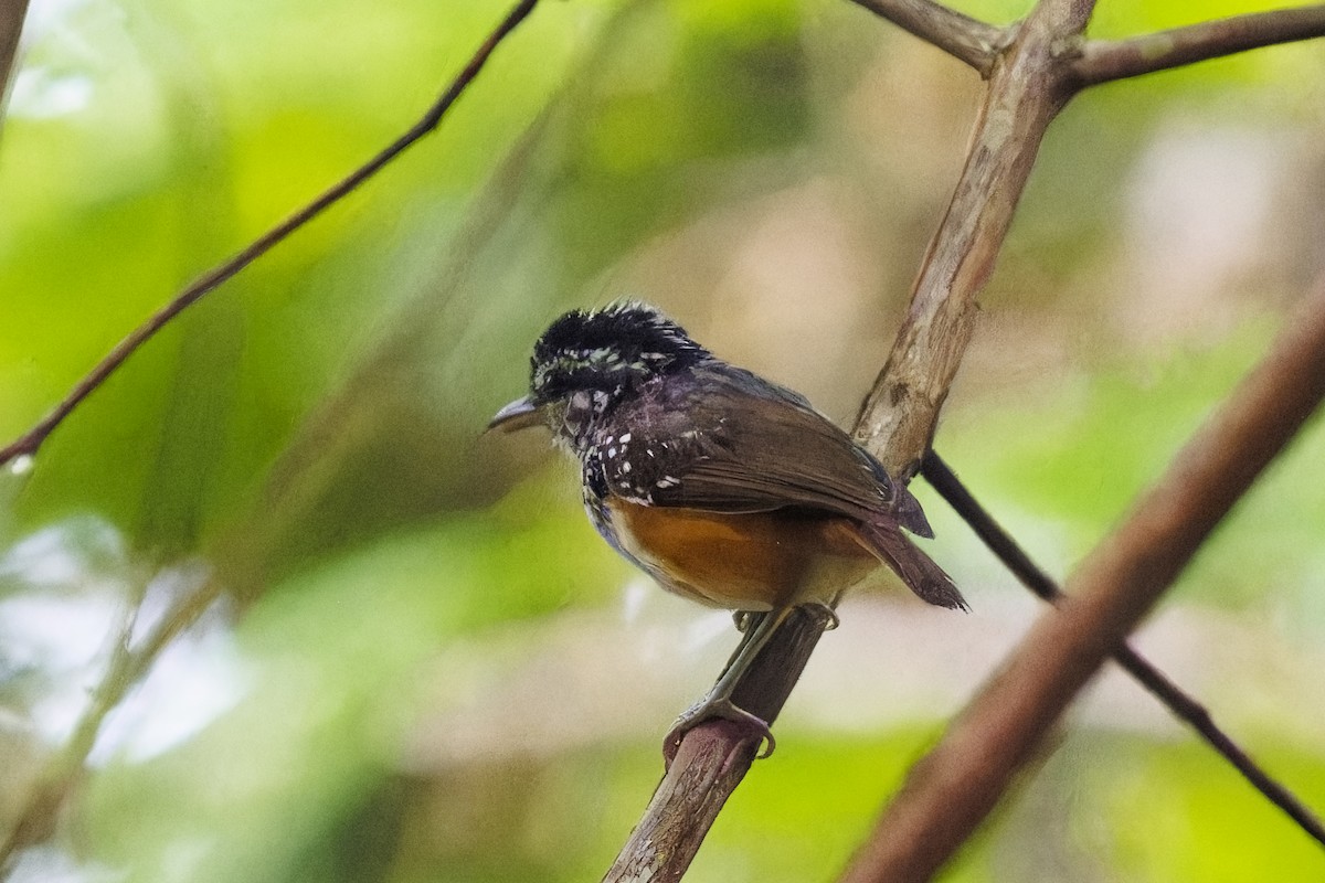 Guianan Warbling-Antbird - Holger Teichmann