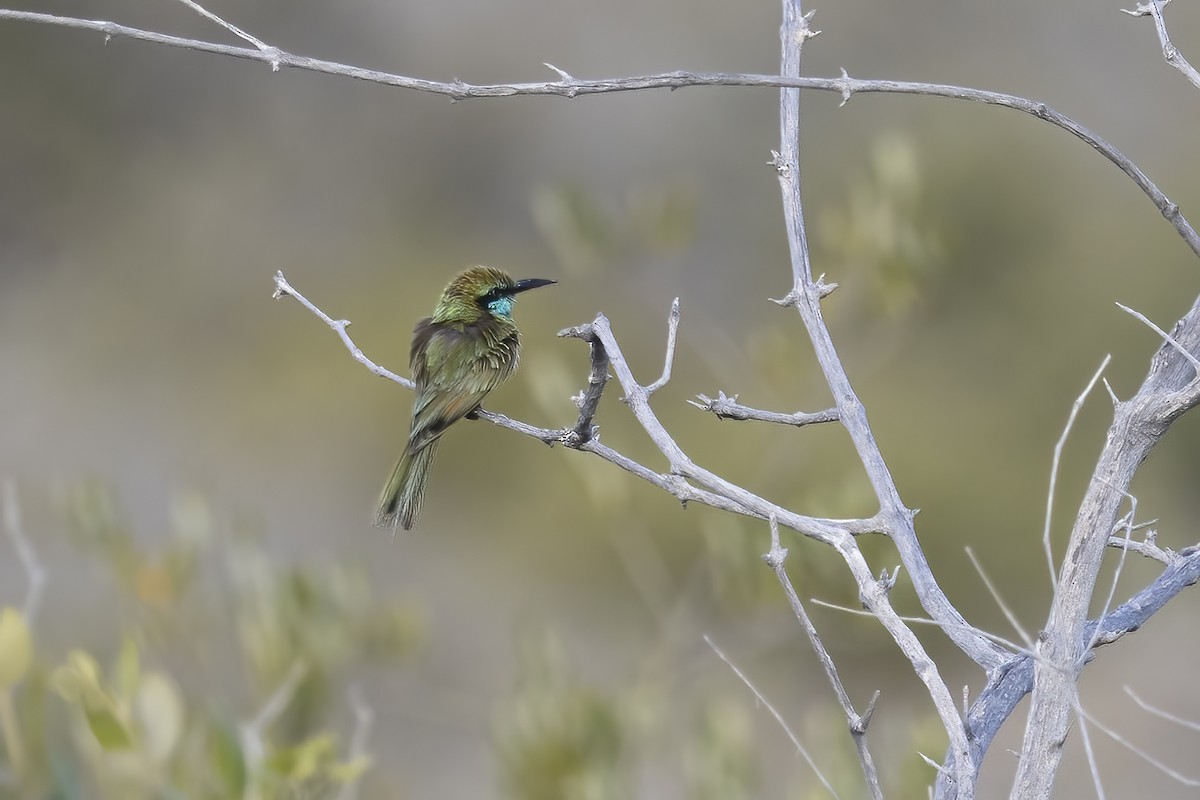 Arabian Green Bee-eater - ML616320153
