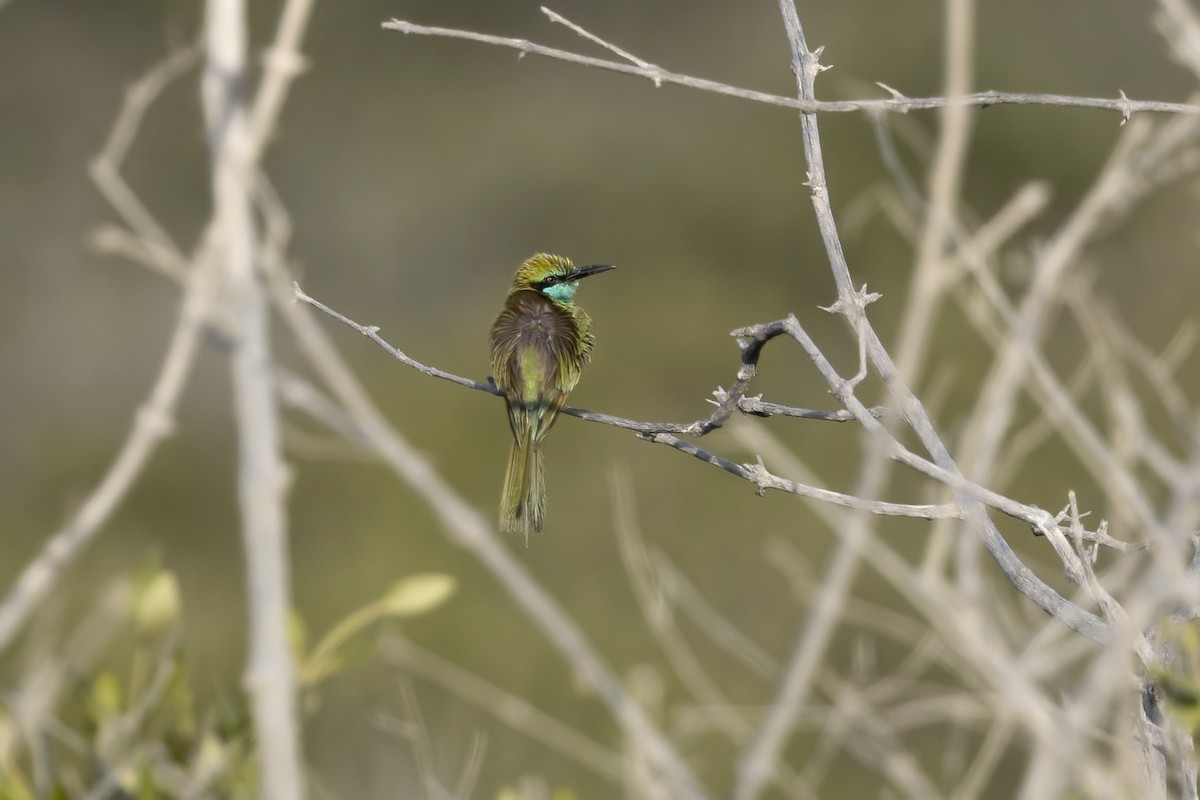 Arabian Green Bee-eater - ML616320154