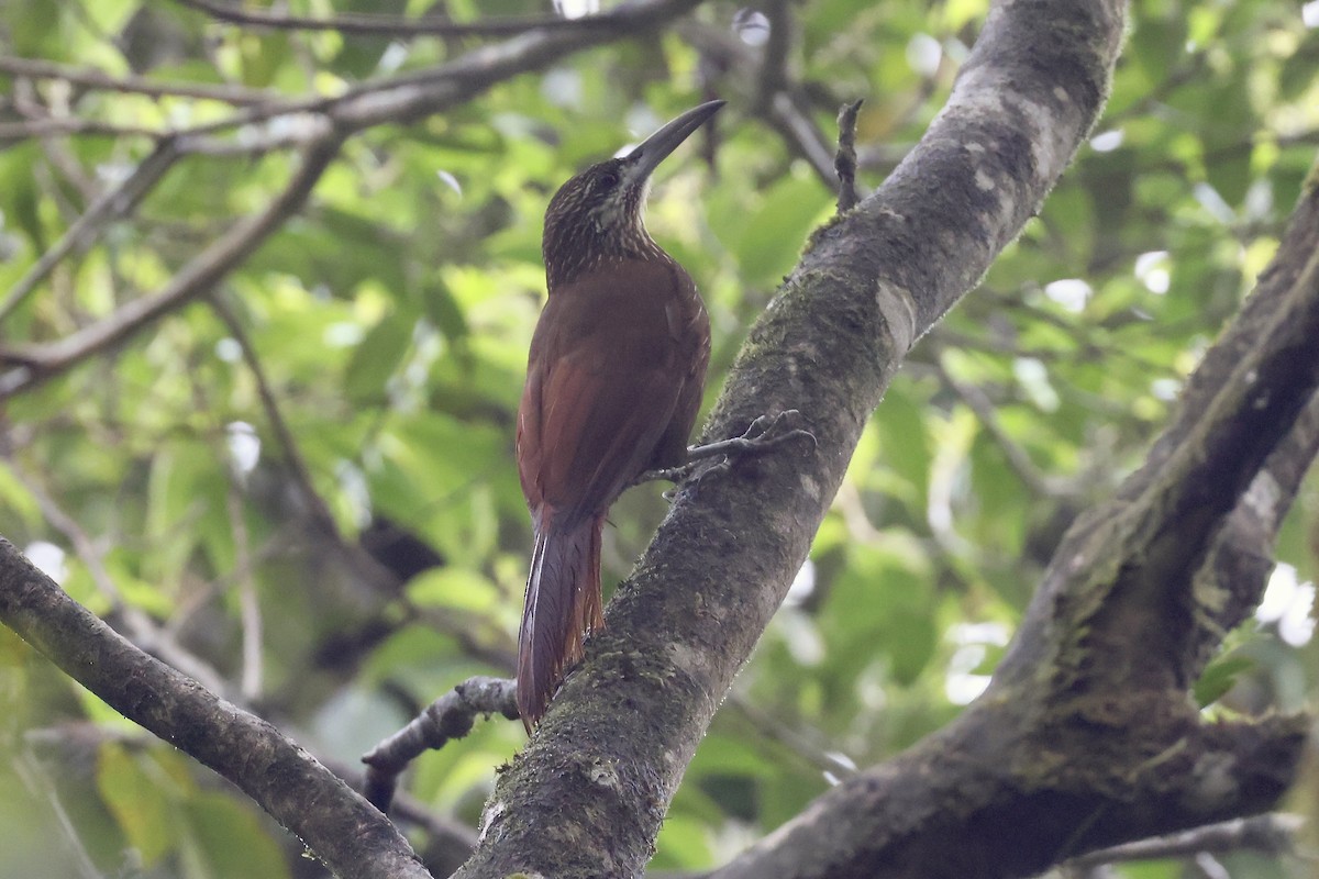 Strong-billed Woodcreeper - ML616320394