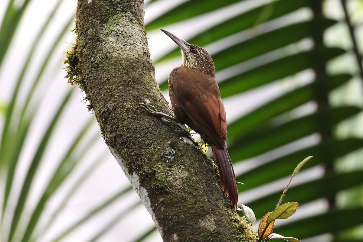 Strong-billed Woodcreeper - ML616320395
