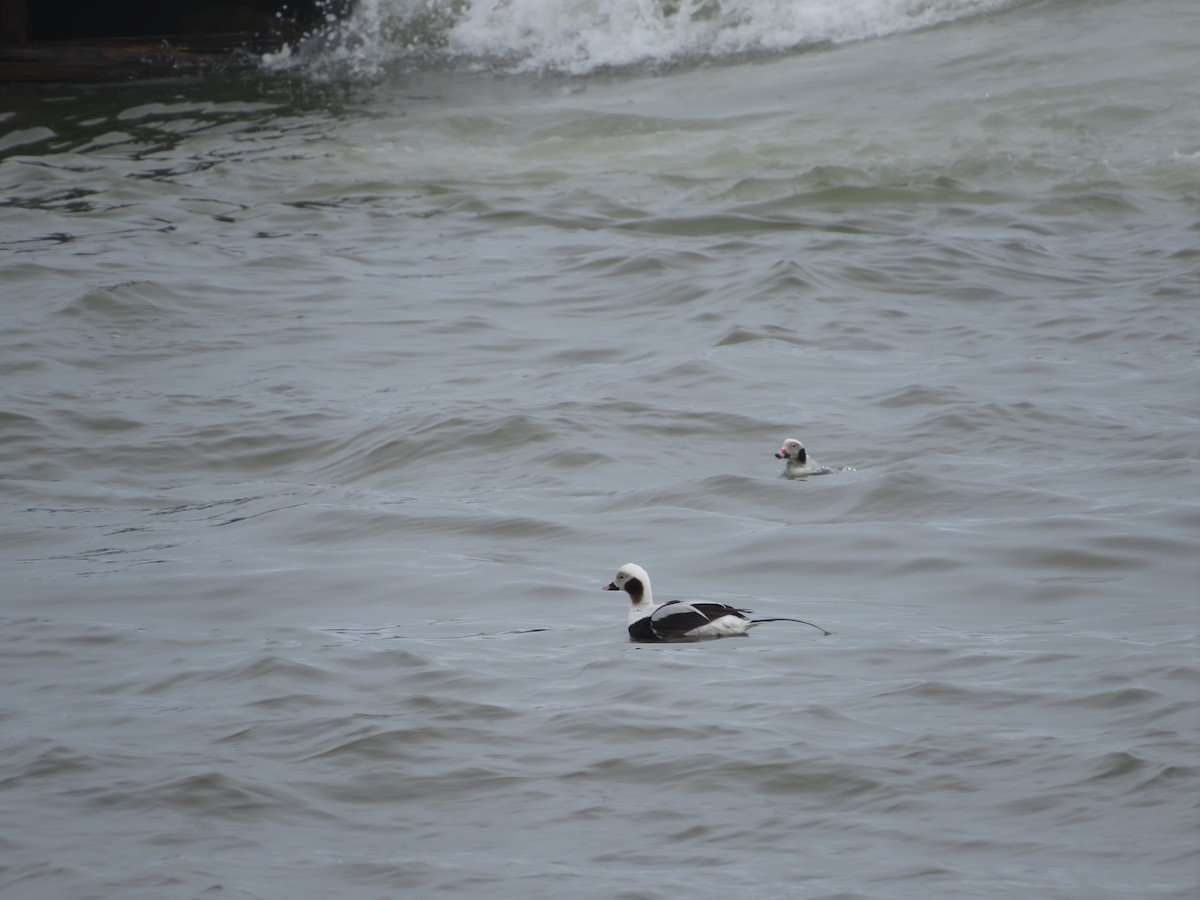 Long-tailed Duck - ML616320654