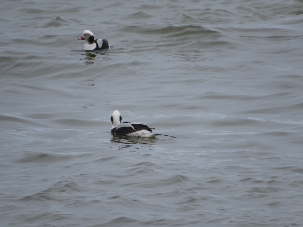 Long-tailed Duck - ML616320655