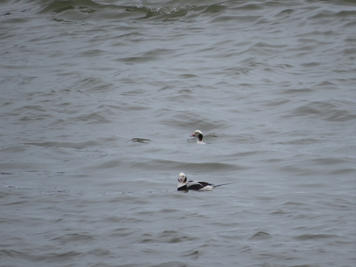 Long-tailed Duck - ML616320656