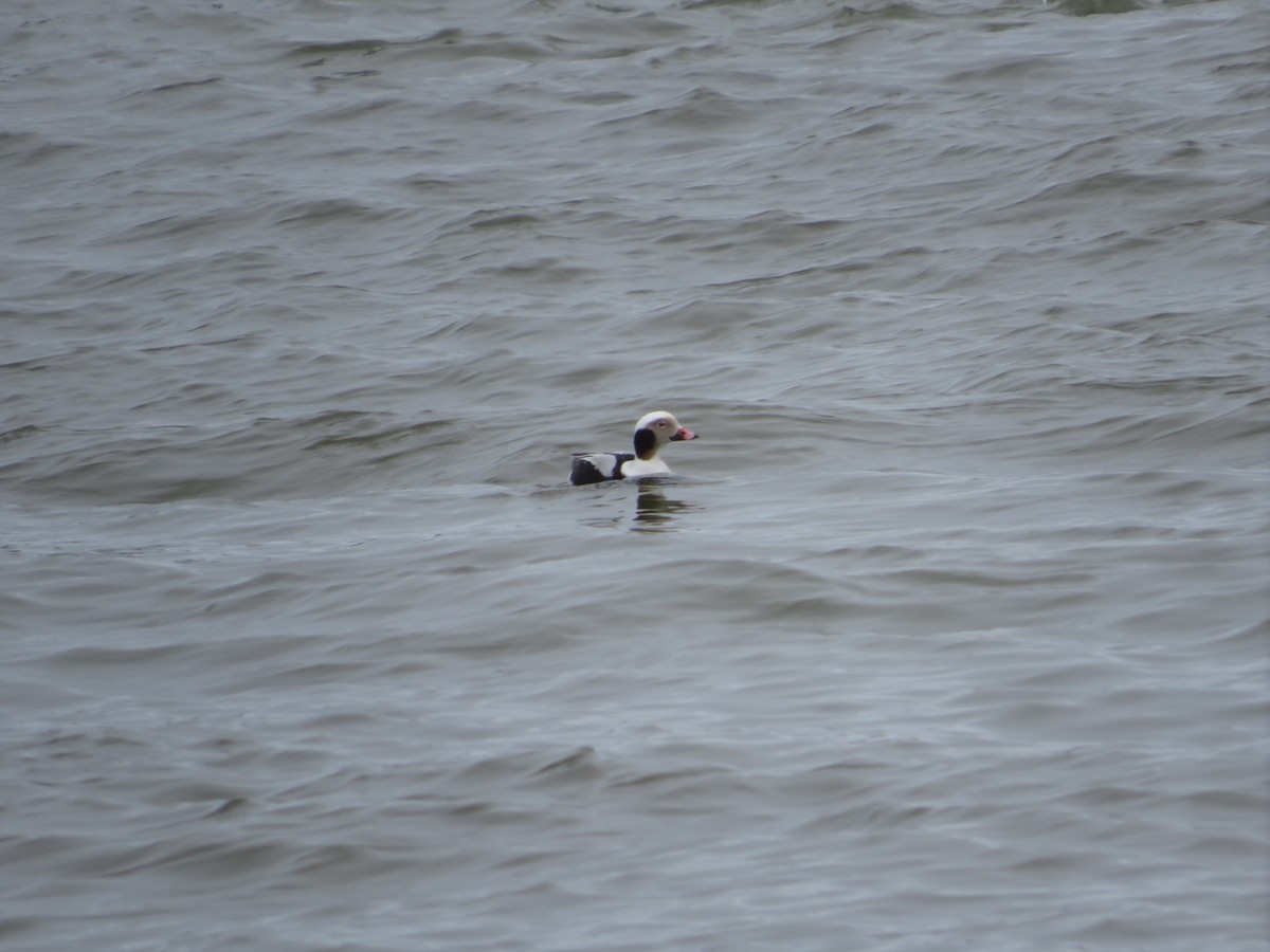 Long-tailed Duck - ML616320667