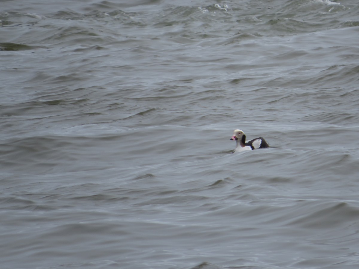Long-tailed Duck - ML616320668