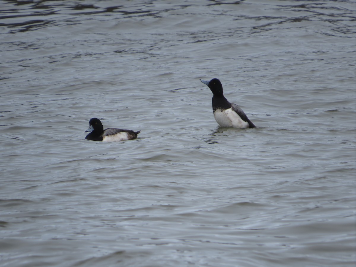 Greater Scaup - ML616320696