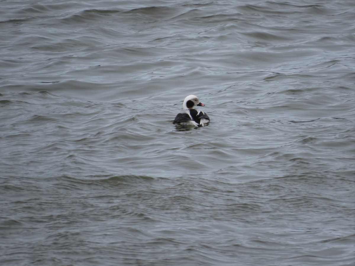 Long-tailed Duck - ML616320699