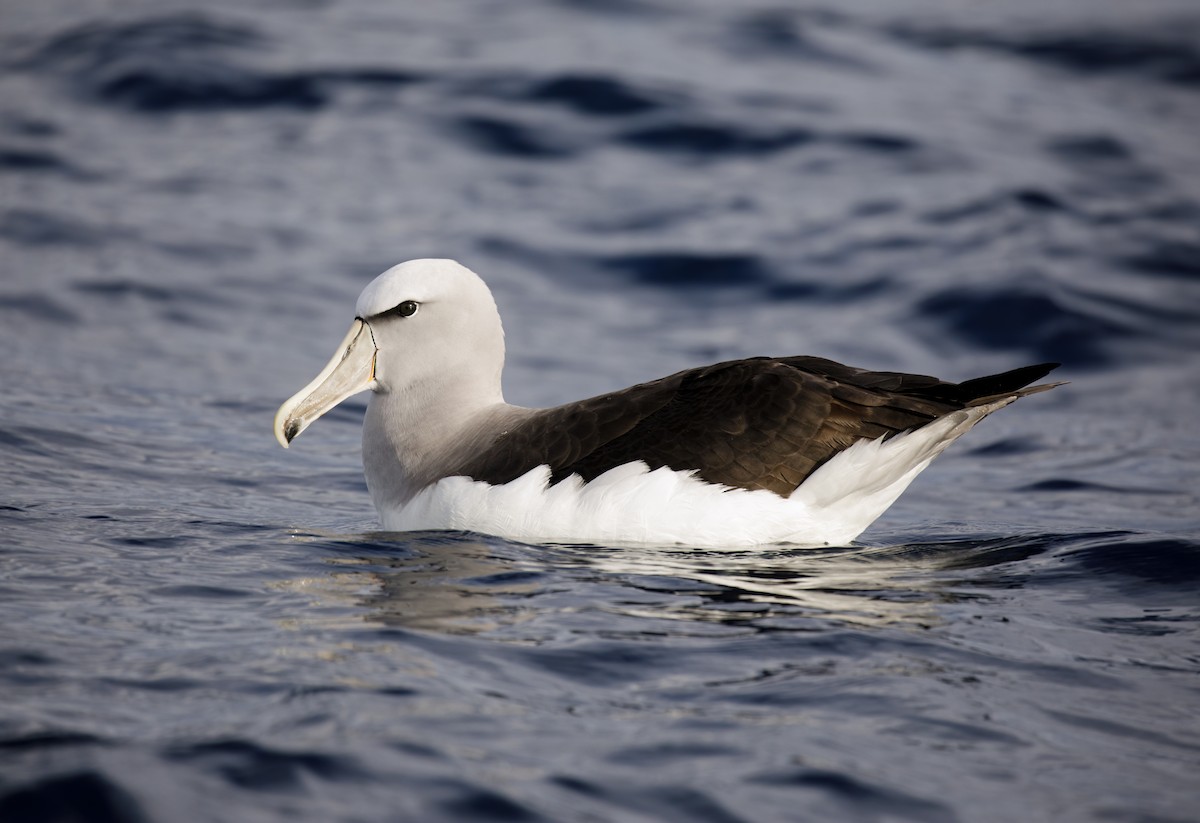 Salvin's Albatross - Nick Athanas