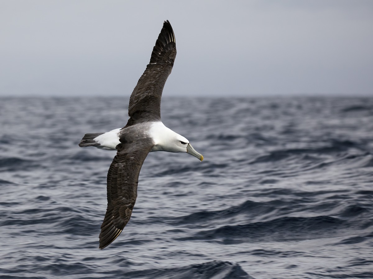 White-capped Albatross - ML616320731