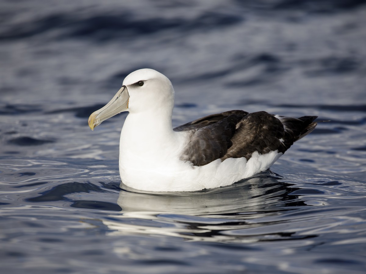 White-capped Albatross - ML616320732