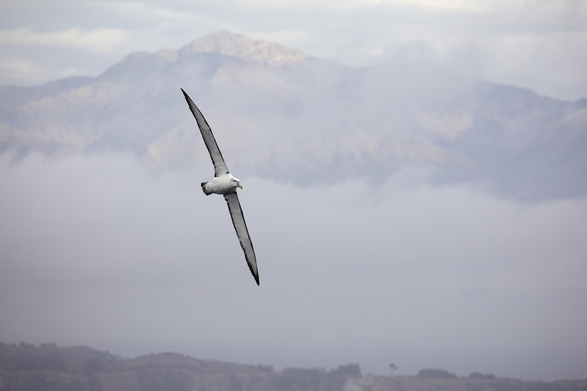 White-capped Albatross - ML616320733
