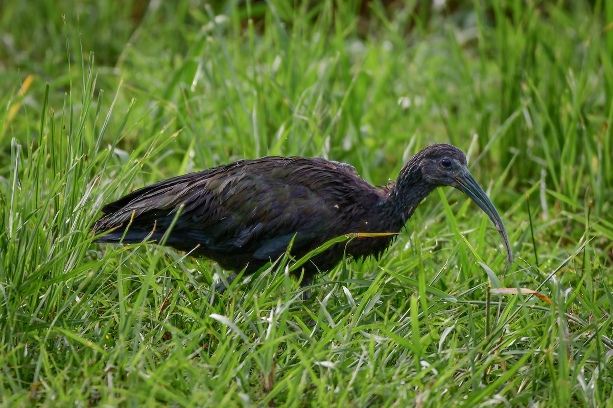 ibis zelený - ML616320800