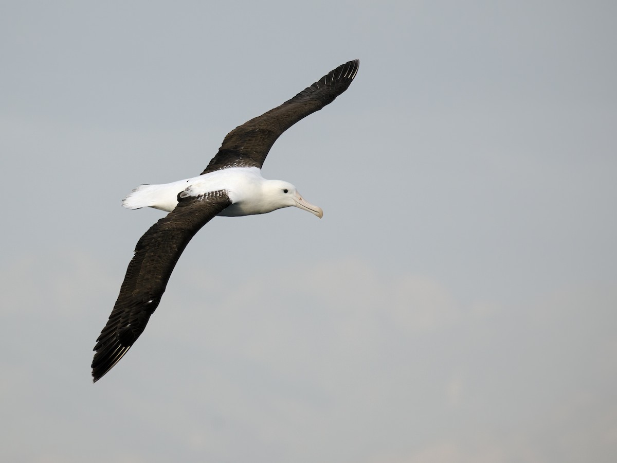 Northern Royal Albatross - Nick Athanas