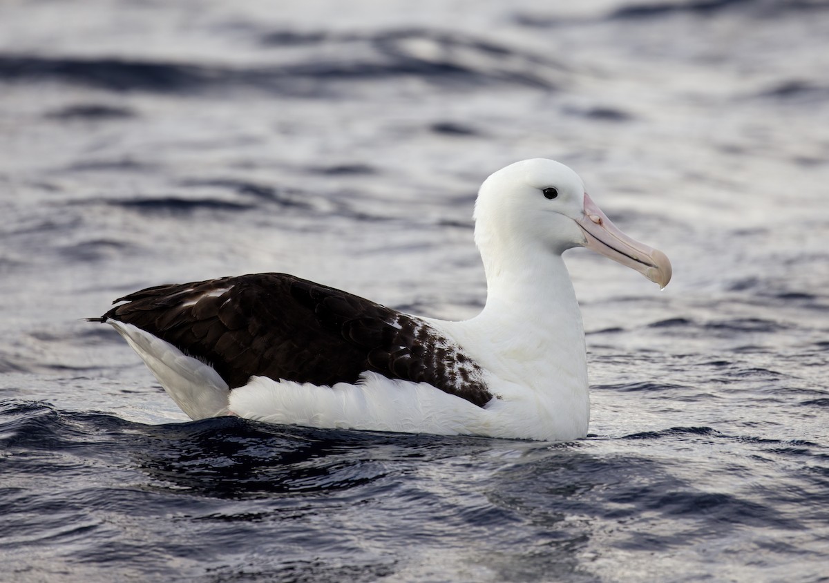 Northern Royal Albatross - Nick Athanas