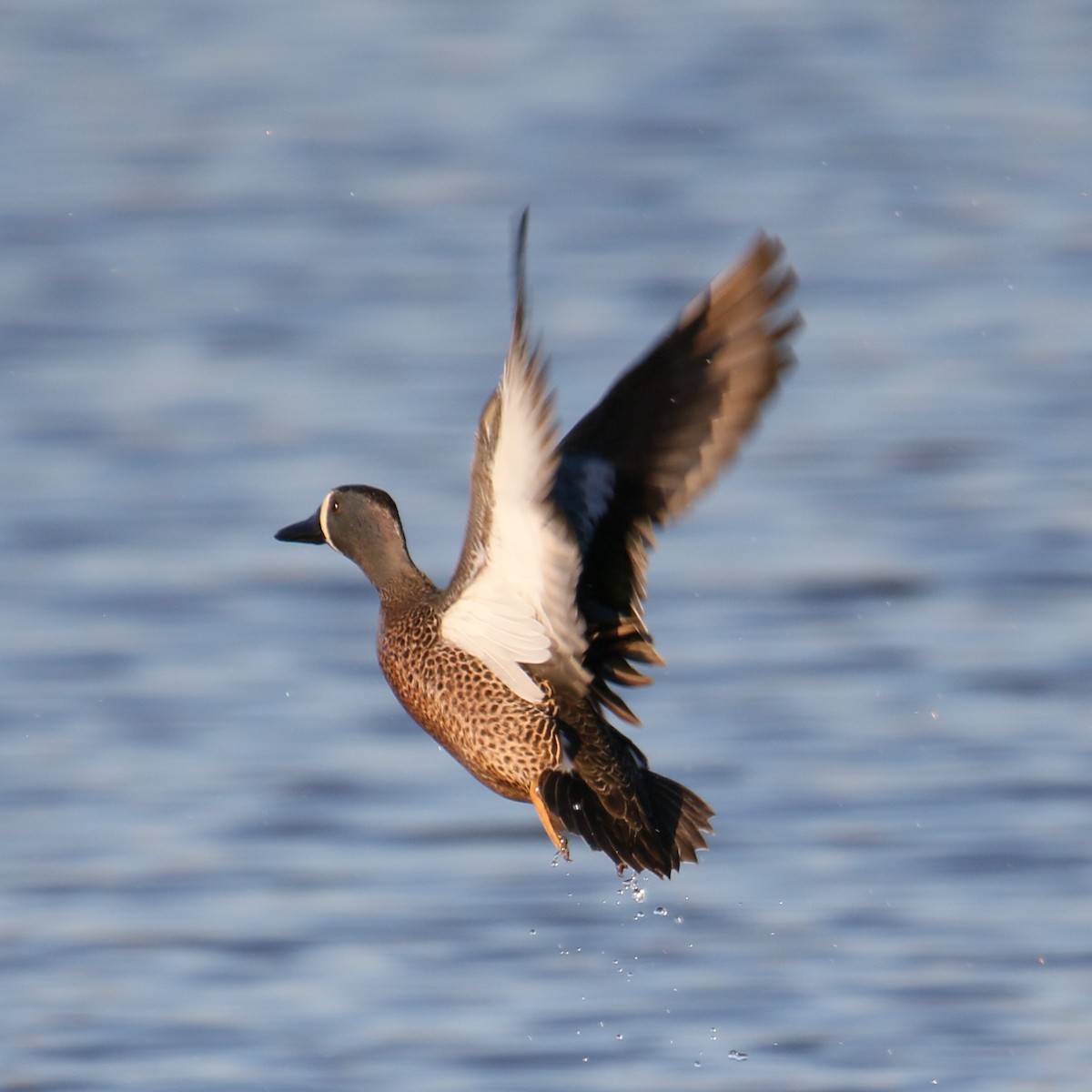 Blue-winged Teal - ML616320865
