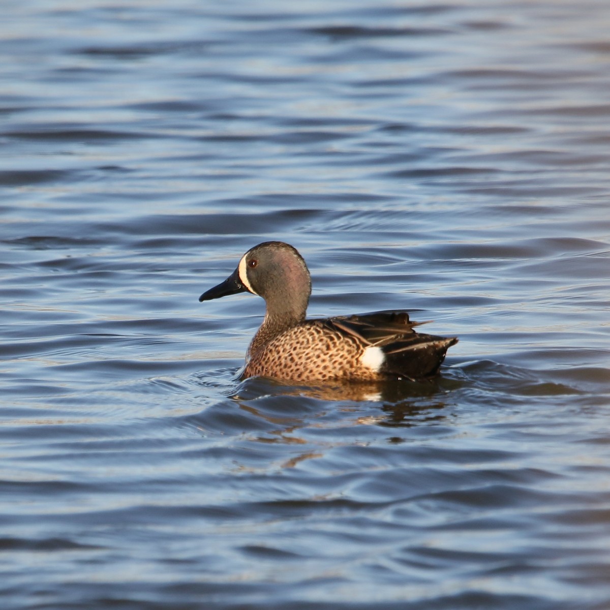 Blue-winged Teal - ML616320897
