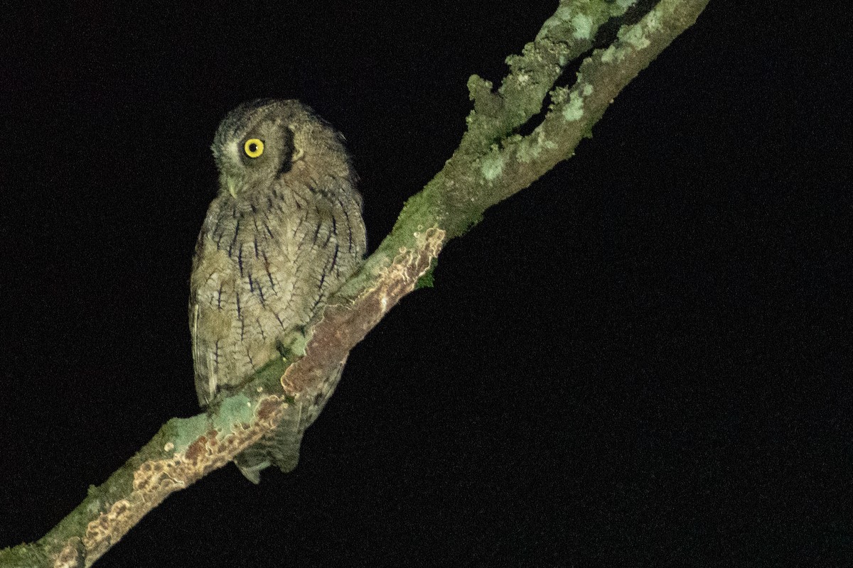 Tropical Screech-Owl - Ezequiel Racker