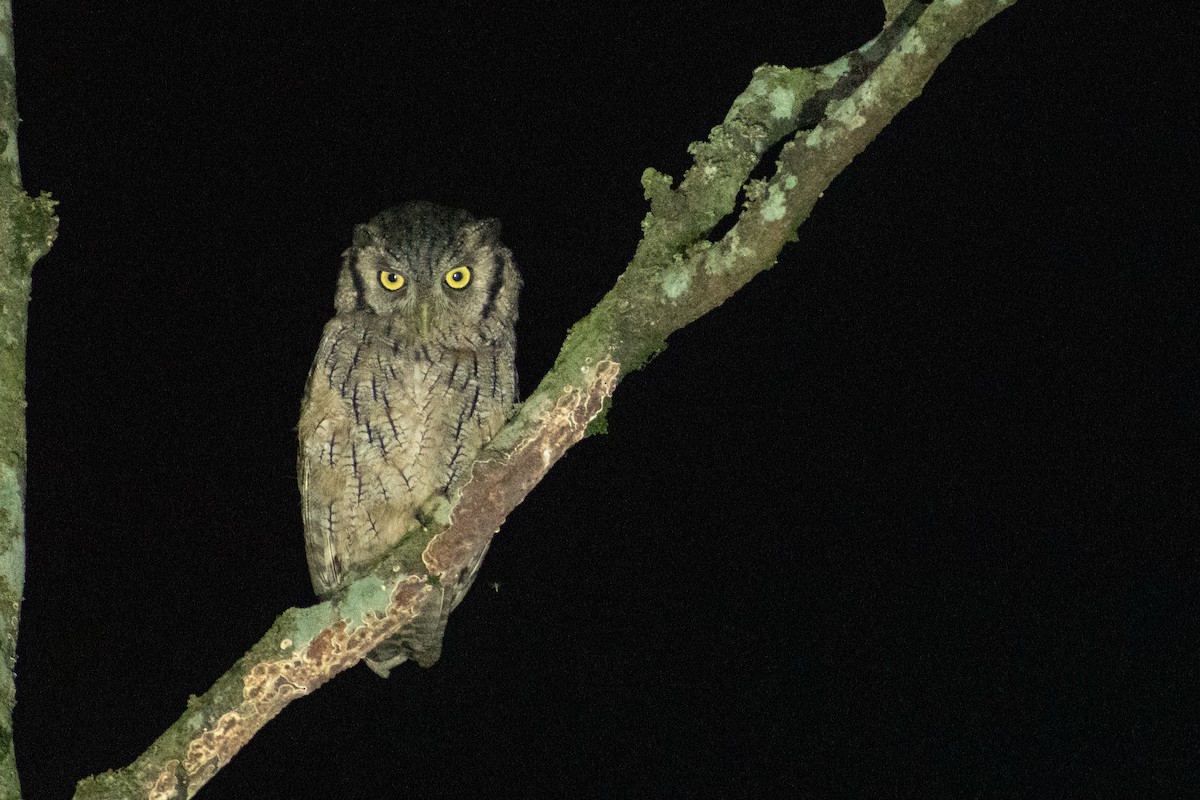 Tropical Screech-Owl - ML616320928