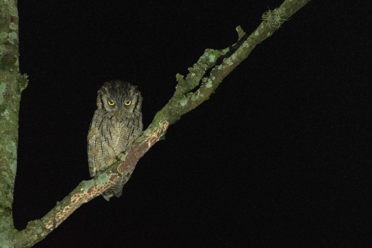 Tropical Screech-Owl - Ezequiel Racker