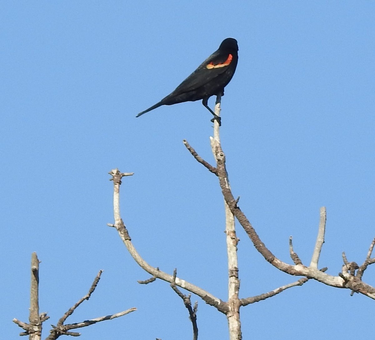 Red-winged Blackbird - ML616320967