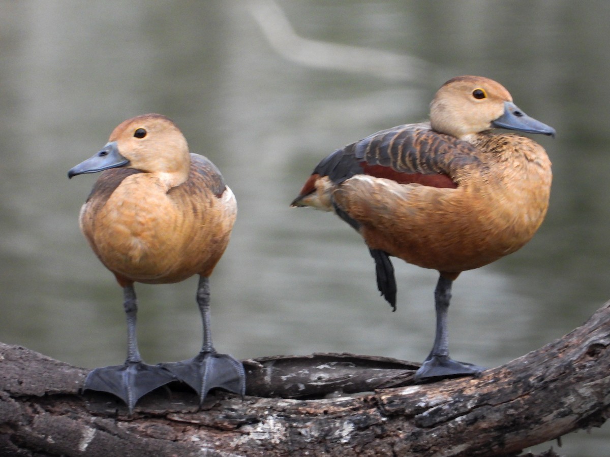 Lesser Whistling-Duck - tina shangloo