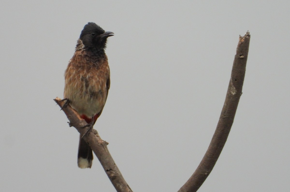 Red-vented Bulbul - ML616321041