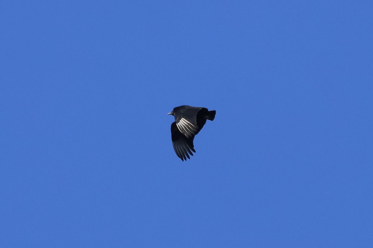 Black Vulture - ML616321487