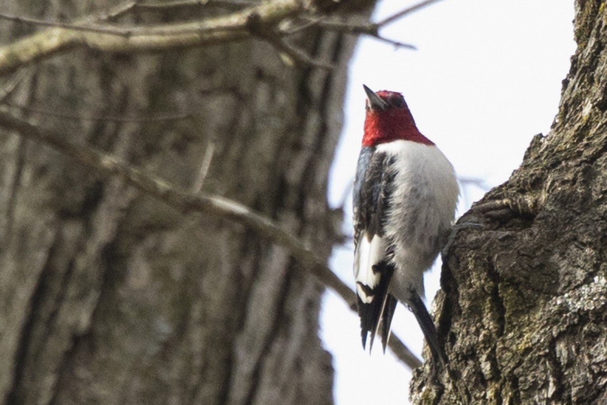 Red-headed Woodpecker - Michael Bowen