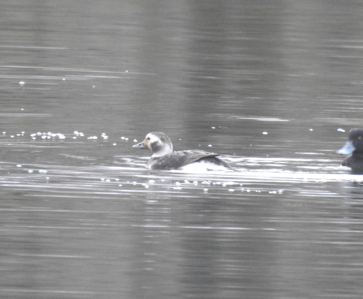 Long-tailed Duck - ML616321548