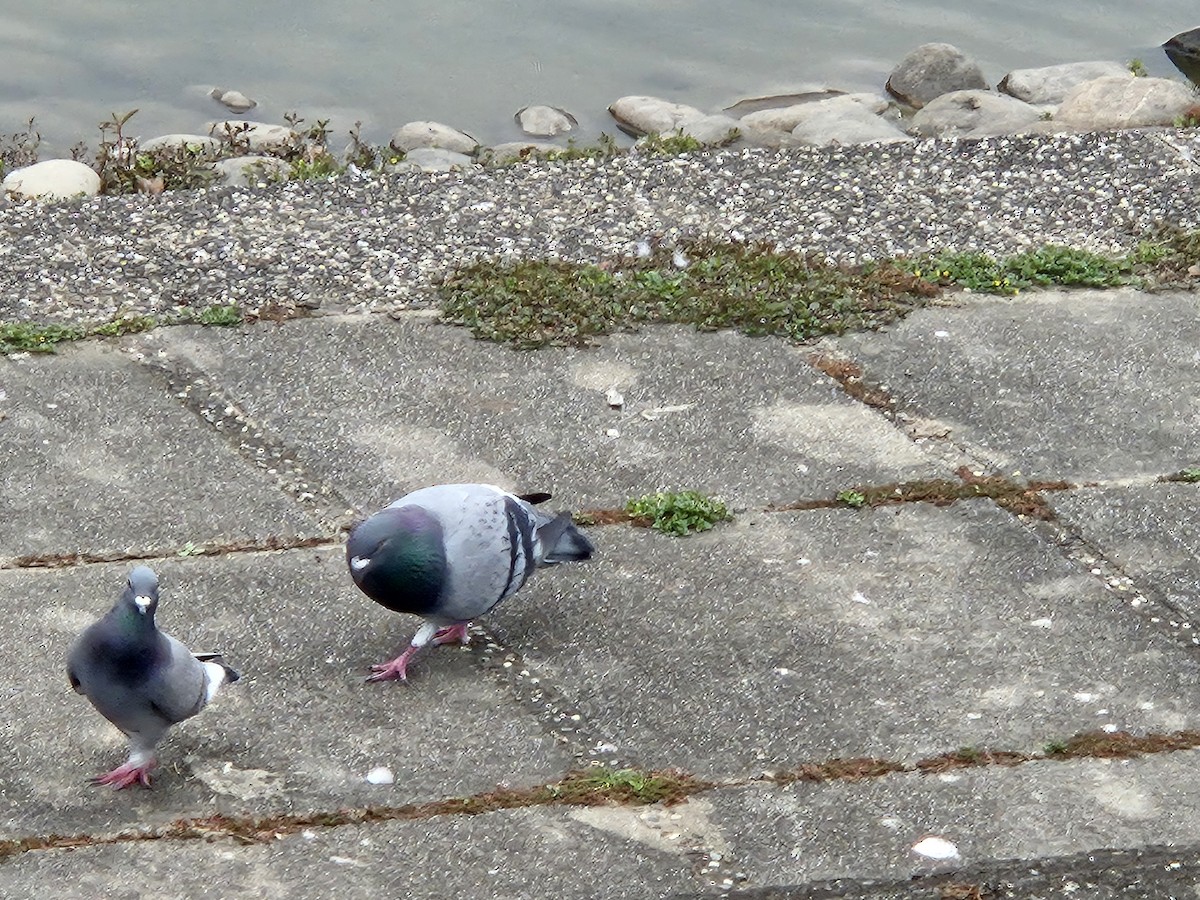 Rock Pigeon (Feral Pigeon) - ML616321621