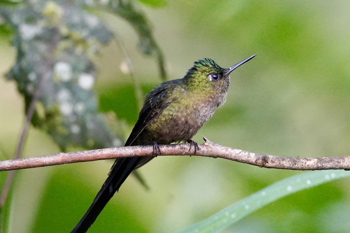 Violet-tailed Sylph - ML616321752