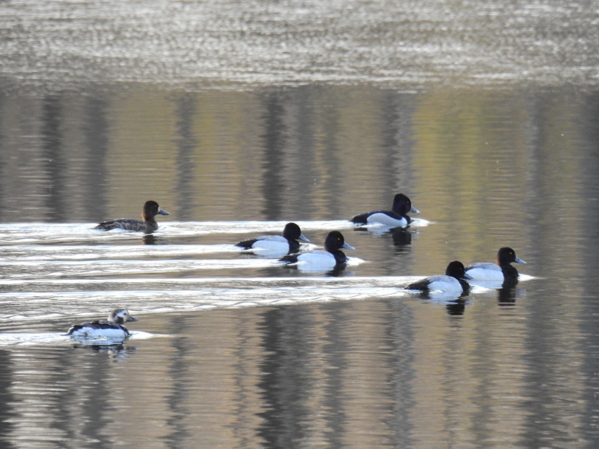 Long-tailed Duck - ML616322033